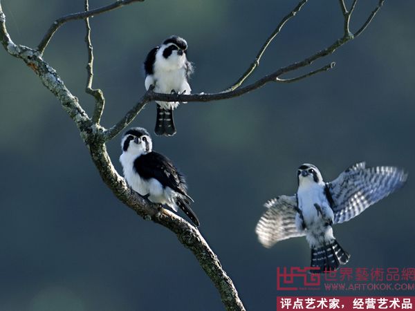 三口之家——熊猫鸟